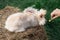 Medium sized Angora yellow fawn rabbit sitting on a haystack on a sunny day before Easter and a woman\'s hand treats him
