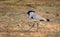Medium sized bird, River Lapwing. Vanellus duvaucelii, feeding on ground, copy space