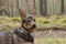 Medium-sized, brown dog on a walk on a dirt road.