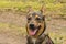 Medium-sized, brown dog on a walk on a dirt road.