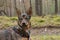 Medium-sized, brown dog on a walk on a dirt road.