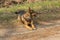 Medium-sized, brown dog on a walk on a dirt road.