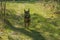 Medium-sized, brown dog on a walk on a dirt road.