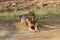 Medium-sized, brown dog on a walk on a dirt road.