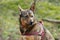 Medium-sized dog sitting in a pine forest.