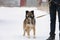 Medium-sized dog with thick shaggy coat stands near leg of human keeping leash looking forward cautiously and attentive