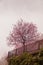 Medium-sized pink flowering tree planted on a balcony under a cloudy, snowy sky