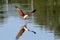 A medium-sized raptor with a rounded tail unlike other kites. Adults are unmistakable with a white head and breast contrasting wit