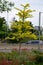 Medium-tall tree grafted mostly on the base, so the Gleditsia triacanhos sunburst whole plant is without thorns. branches from the