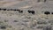 medium view of a bison herd walking in the lamar valley at yellowstone