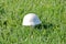 Medium View Jumbo White Common Mushroom