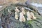 Medium View of Winter Mushrooms on Log