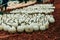 Medium white pumpkins laying on the ground