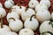 Medium white pumpkins laying on the ground