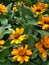 Medium wide shot of Blooming yellow zahara zinnia flowers