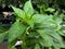 Medium wide shot of Cayenne hot pepper plant