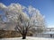 Medium wide shot of a willow tree covered with snow and ice in a backyard