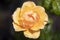 Medium yellow or golden-yellow, apricot shading Floribunda Easy Going rose