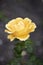 Medium yellow or golden-yellow, apricot shading Floribunda Easy Going rose