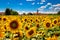 Medjimurje region landscape and sunflower field view