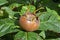 Medlar fruit