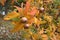 Medlar fruits