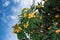 Medlar fruits ripening on the tree