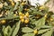 Medlar fruits ripening on the tree, also known as Nispero or Japanese Loquat in the sun in spain