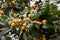 Medlar, loquat, Eriobotrya japonica tree with fruits