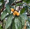 Medlar spring fruit