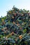 Medlar tree branch with many ripe fruits