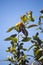 Medlar tree with fruits. Yellow fruit in Peruvian Andes.