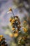 Medlar tree with fruits. Yellow fruit in Peruvian Andes.