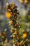 Medlar tree with fruits. Yellow fruit in Peruvian Andes.