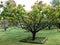 Medlar tree in a garden in Touraine