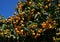 Medlar tree with numerous fruits