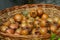 Medlars