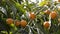 Medlars in a branch of a loquat tree in a agricultural plantation