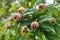 Medlars in fruit tree