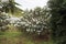 Medlars tree with paper bags before harvest