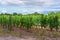 Medoc vineyard in the Bordeaux region of France