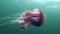 Medusa jellyfish close up underwater on green background of White Sea.