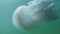 Medusa jellyfish closeup slowly floats in sea water