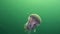 Medusa jellyfish underwater on green background of White Sea.