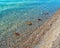 Medusa Jellyfish Washed up on Pebbly Beach, Greece