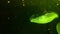 Medusozoa vibrant green glowing jellyfish footage