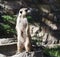 Meercat At Attention In Enclosure