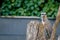 Meercat climbing a tree stump and staring to the right