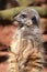 Meercat, an desert dweller from Southern Africa