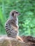 Meercat, an desert dweller from Southern Africa